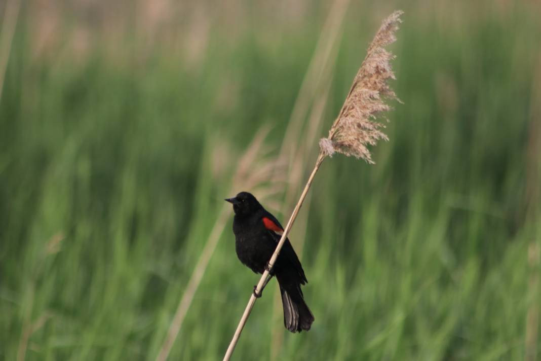 Yürüyüş yolundaki kuşlar böyle görüntülendi - Resim: 6
